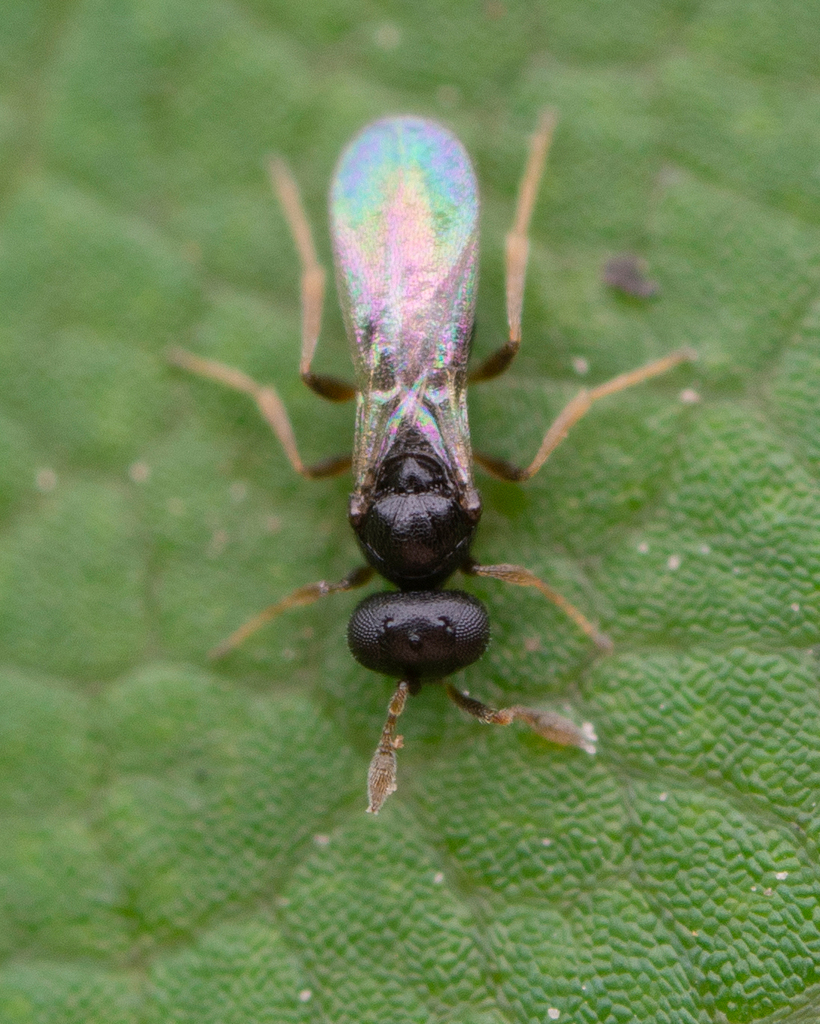 Calomerella