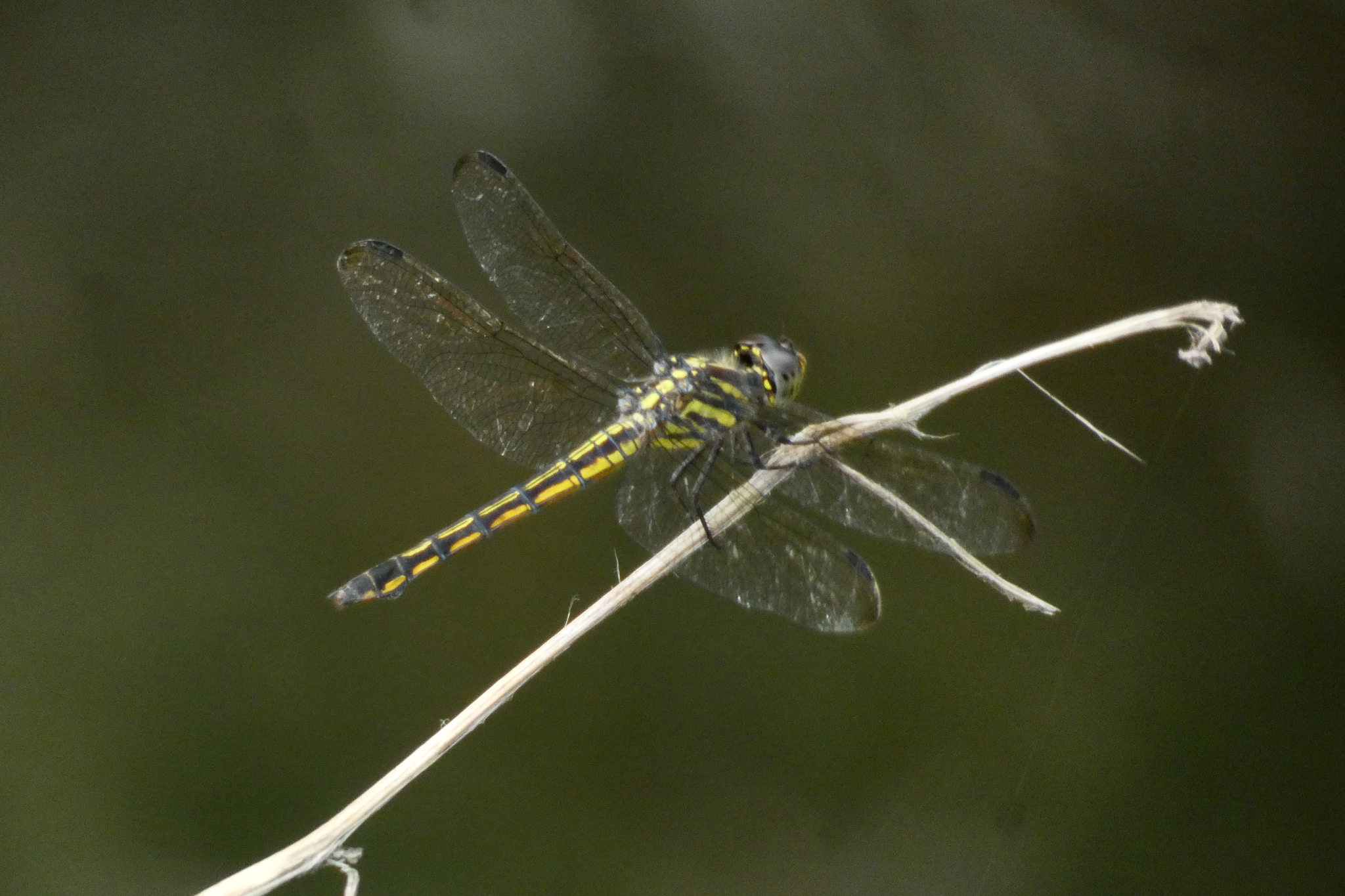 Yellow-Tailed Ashy Skimmer