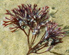 Melanthalia abscissa