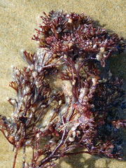 Melanthalia abscissa