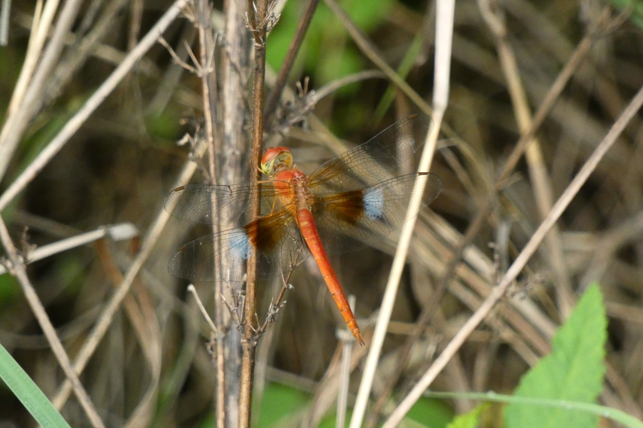 Coral-Tailed Cloudwing