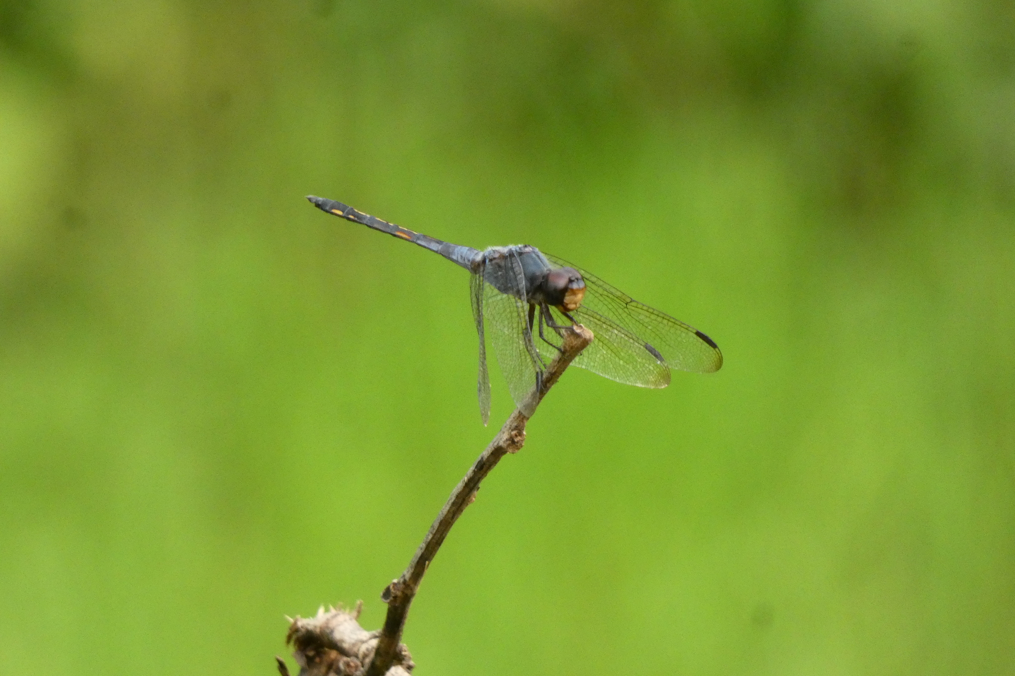 Yellow-Tailed Ashy Skimmer