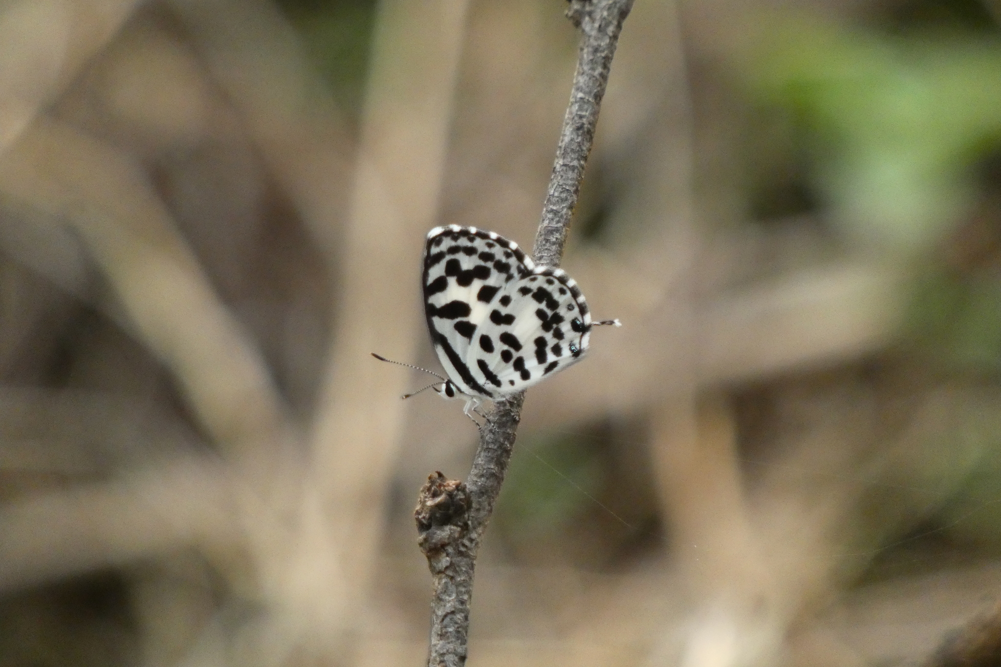 Common Pierrot