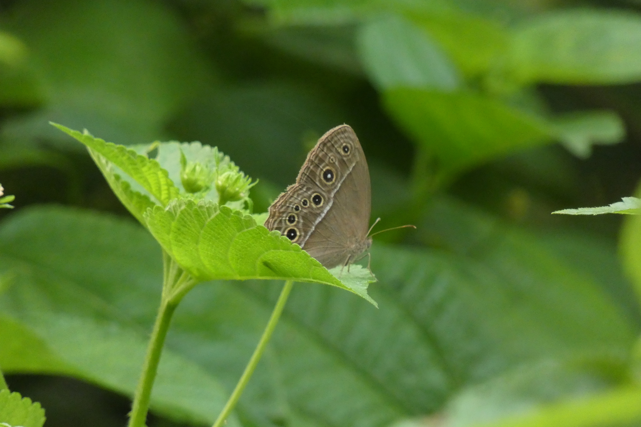 Common Bushbrown
