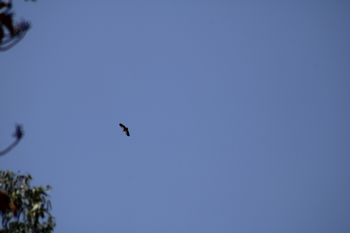 White-backed Vulture