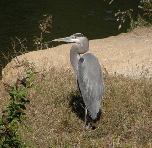 Great Blue Heron photographed in Georgia