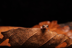 Cortes Salamander photo 4