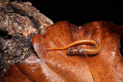 Cortes Salamander photo 2