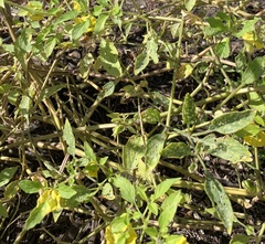 Physalis philadelphica