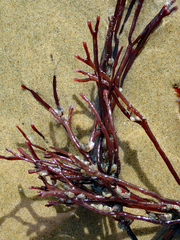 Melanthalia abscissa