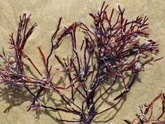 Melanthalia abscissa