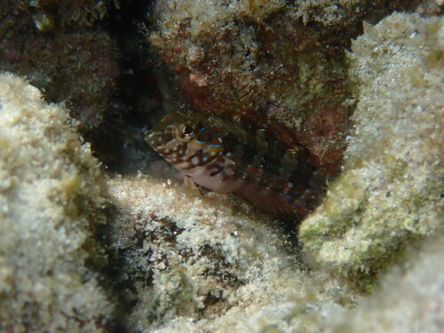 Redside blenny (Malacoctenus hubbsi) — Labrisomidae — 3