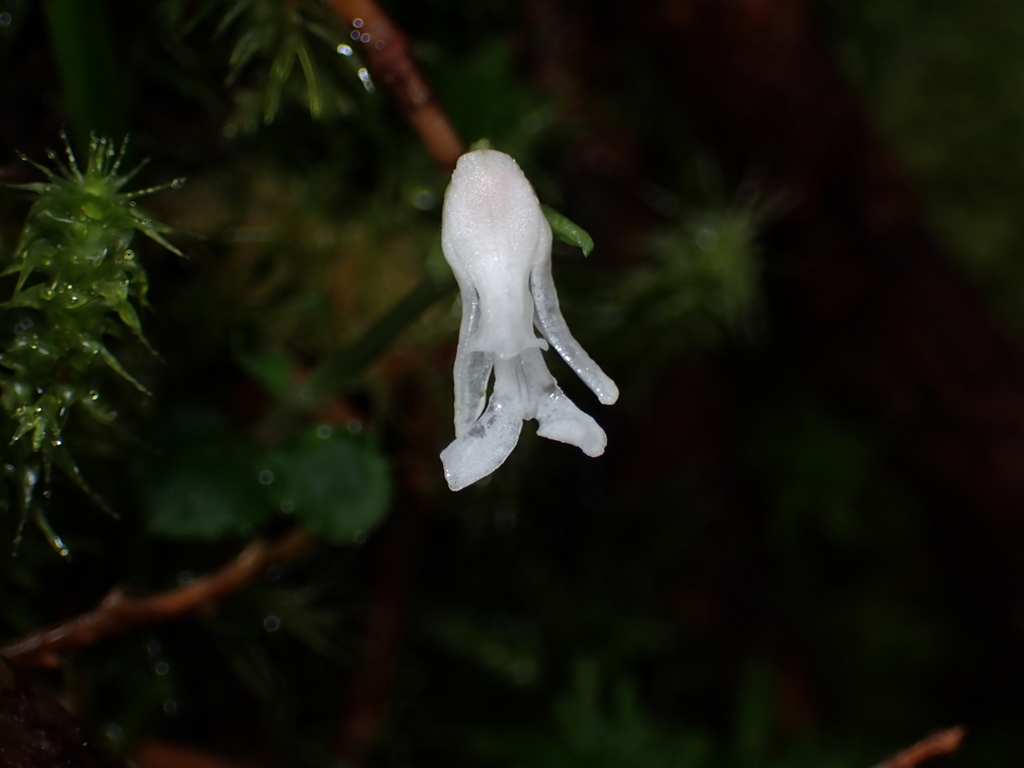 Myrmechis drymoglossifolia