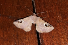 Massala abdara