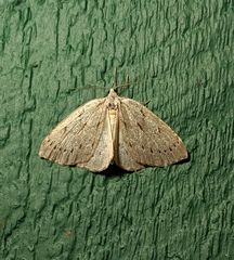 Philedia punctomacularia