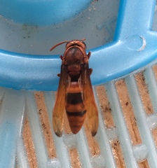Rhynchium