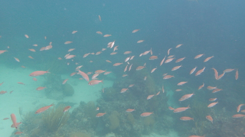 Photo of Tomtate grunt (Haemulon aurolineatum)