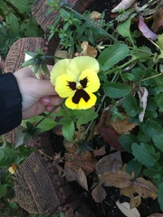 Viola × wittrockiana