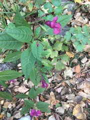 Impatiens glandulifera