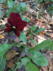 Viola × wittrockiana