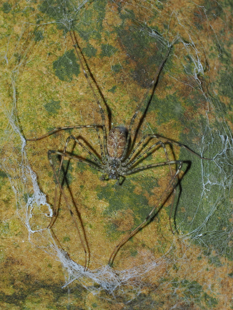 Hypochilus gertschi