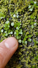 Azorella nitens