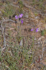 Swainsona procumbens