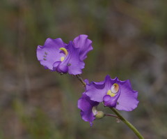 Swainsona procumbens