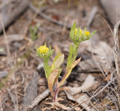 Triptilodiscus pygmaeus