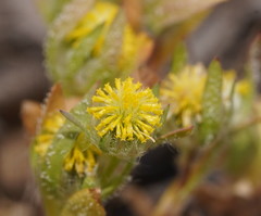 Triptilodiscus pygmaeus