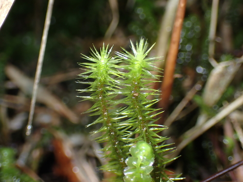 Breutelia arundinifolia observed 2025-07-23