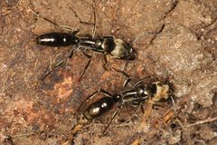 Neoponera aenescens