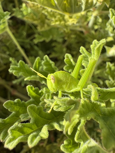 Egyptian Bird Grasshopper
