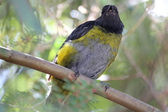 Black-And-Yellow Phainoptila photo 2