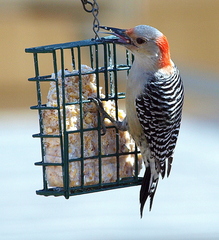 Melanerpes carolinus