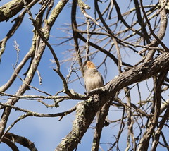 Pachycephala inornata