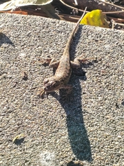 Sceloporus occidentalis