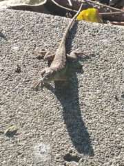 Sceloporus occidentalis