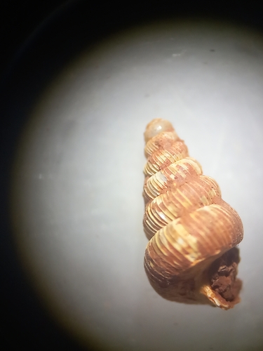 Cochlostoma septemspirale