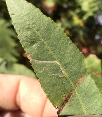 Stigmella longisacca