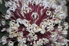 Clerodendrum quadriloculare