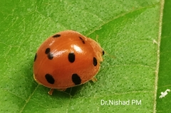 Henosepilachna argus