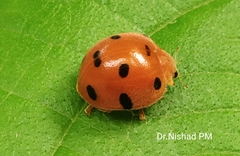 Henosepilachna argus