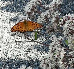Argynnis hyperbius