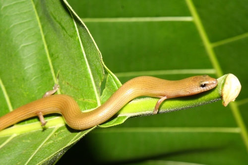 Lygosoma siamensis