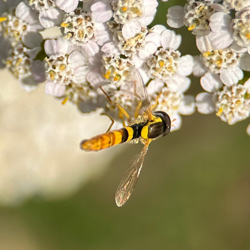 Gewöhnliche Langbauchschwebfliege