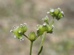 Cryptantha pterocarya pterocarya