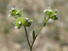 Cryptantha pterocarya pterocarya