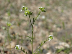 Cryptantha pterocarya pterocarya