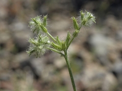 Cryptantha nevadensis